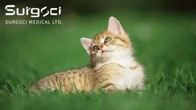 dernières nouvelles de l'entreprise Ce qui sont les pierres de vessie chez les chats | SurgSci  0