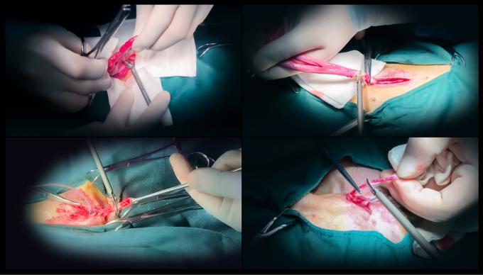 Système ultrasonique Hemostasis de scalpel de chirurgie de Laparoscope pour l'usage vétérinaire 6
