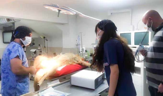 Système ultrasonique Hemostasis de scalpel de chirurgie de Laparoscope pour l'usage vétérinaire 8